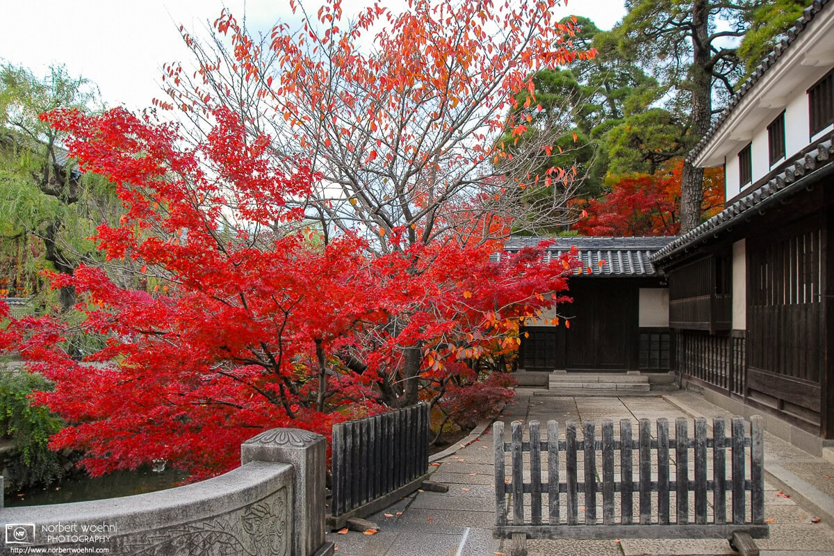 Autumn is packing a punch on this historic corner in the Bikan District of Kurashiki in Okayama Prefecture, Japan. © 2006 Norbert Woehnl Photography.