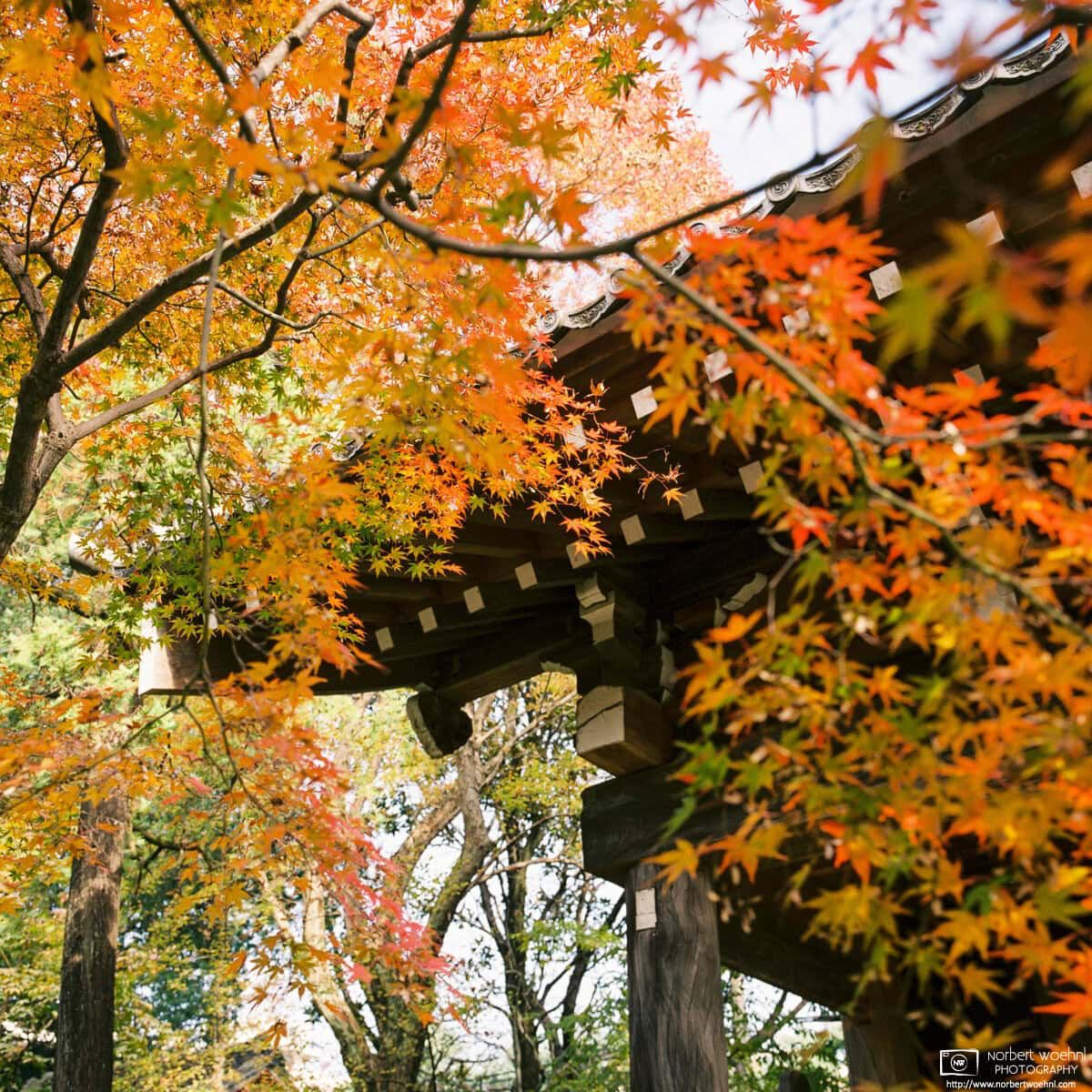 Autumn foliage at the gate of Nakain Temple in Kawagoe, Saitama Prefecture, Japan. © 2021 Norbert Woehnl Photography.