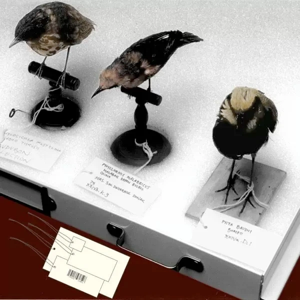 preserved bird specimens in a drawer, each labeled with a small paper tag that is tied to the object.