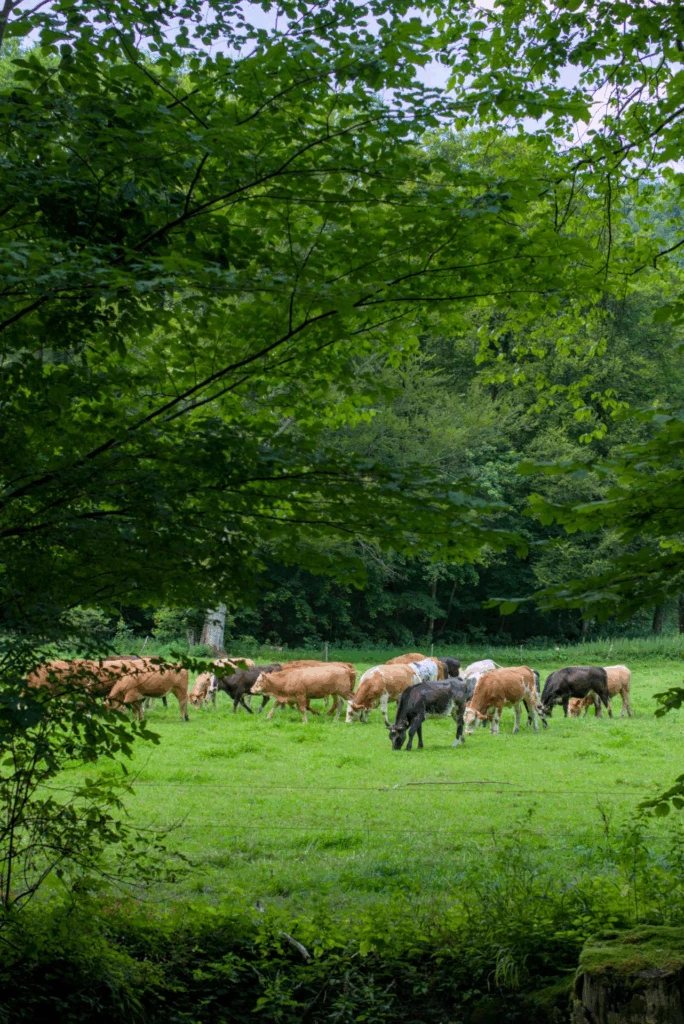 Meistens sind auch Kühe anwesend